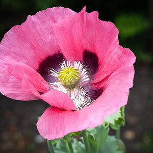 poppy-1.jpg