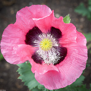 poppy-3.jpg