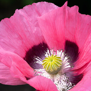 poppy-4.jpg