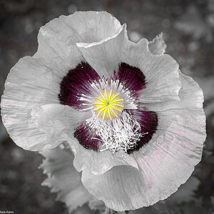 poppy-5.jpg