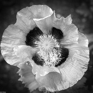 poppy-6.jpg
