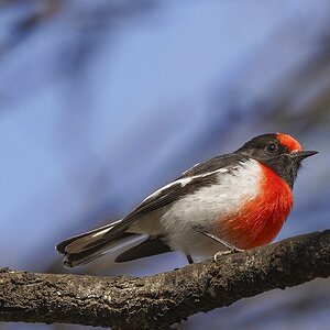 NSW 26-06-2024 (1190).JPG