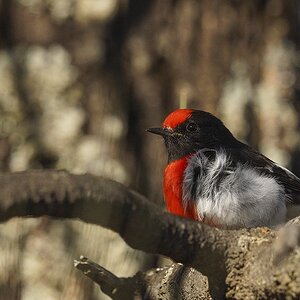 NSW 26-06-2024 (1219).JPG
