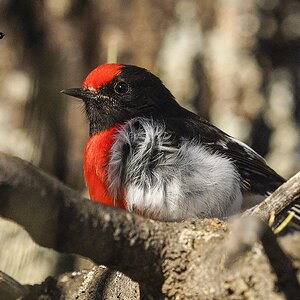 NSW 26-06-2024 (1220).JPG