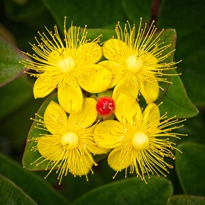 24S09508 Hypericum miracle attraction.jpg