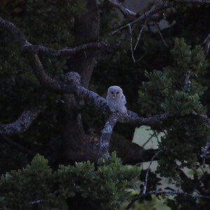 Tawny-DSC05361-Full.jpg