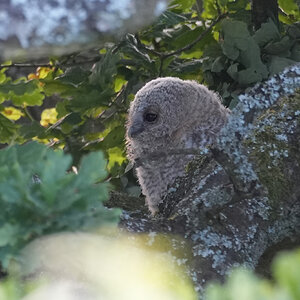 Tawny-DSC05424-2048px.jpg