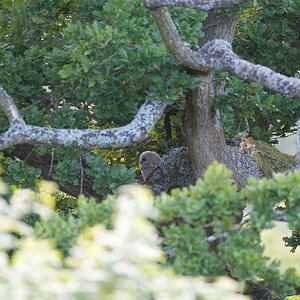 Tawny-DSC05424-Full.jpg