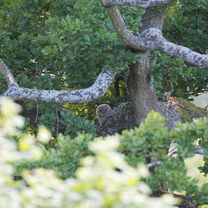 Tawny-DSC05425-Full.jpg