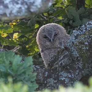 Tawny-DSC05425-2048px.jpg