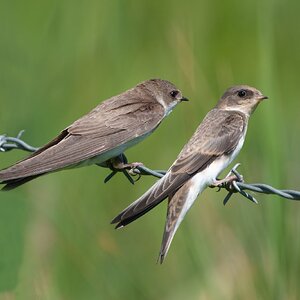 DSC03268 - Sand Martins.jpeg