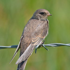 DSC03248 - Sand Martin (Juvenile).jpeg