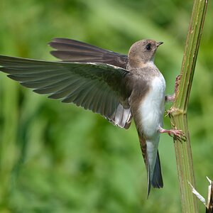DSC03369 - Sand Martin.jpeg