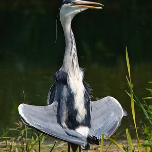 DSC02762 - Grey Heron.jpeg