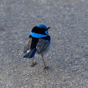 Superb_Fairy_Wren_Breeding.jpg