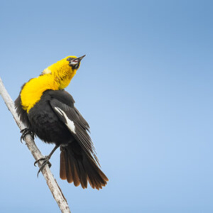 Yellow-headed Blackbird.jpg