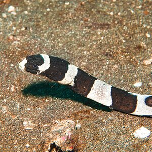 Bali Meno 24 22 Banded Sea Snake.jpg