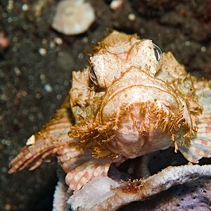 Bali Meno 24 14 Scorpion Fish.jpg