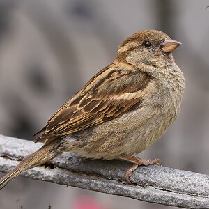 sparrow 2024 5.jpg