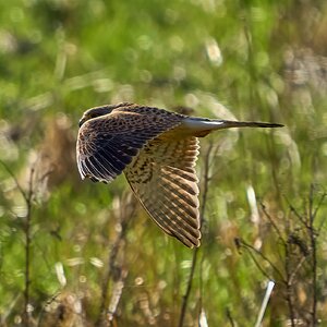 kestrel 2024 3.jpg