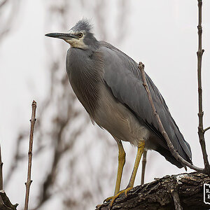 Lock Eleven 29-06-2023 (569).JPG