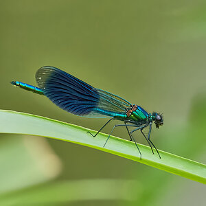 dragonfly 2024.jpg