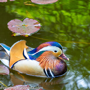 Mandarin Duck.jpg