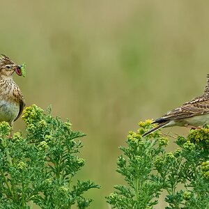 skylark 2024 24.jpg