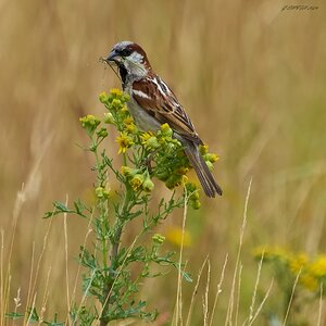 sparrow 2024 15.jpg