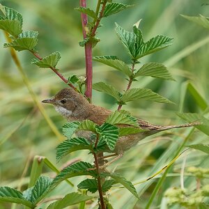 reed warbler 2024.jpg