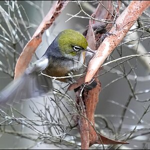 2Silvereye 6-r.jpg