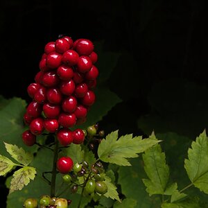 Wallington 5.jpg
