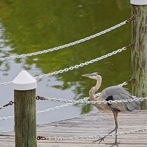 Alfred Taking a Walk on the Pier.jpeg