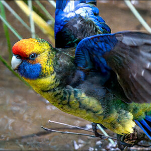 Flying Rosella-r.jpg