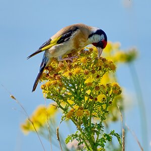 goldfinch 2024 (3).jpg