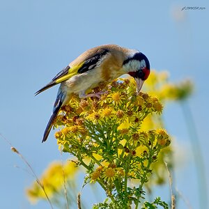 goldfinch 2024 1 (2).jpg