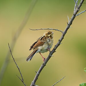 reed bunting 2024 9.jpg