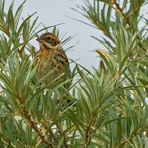 reed bunting 2024 10.jpg