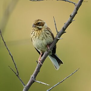 reed bunting 2024 8.jpg