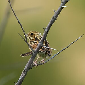 reed bunting  2024 1.jpg