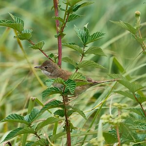 white throat 2024 1.jpg