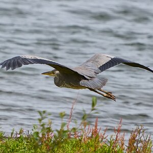 heron 2024 8.jpg
