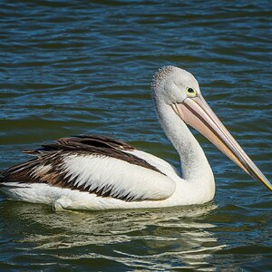 _7RV0244_Pelican_3.jpg