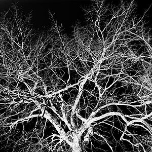 Clarksville TN -  Tree InvertedRLW00688.jpg