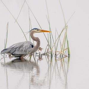 Hazy Heron No Sig.jpg