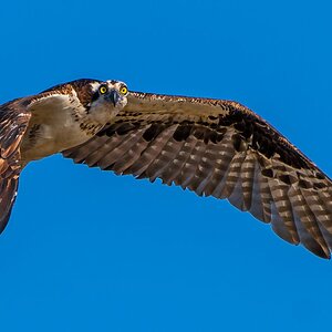 Hunting For Breakfast.jpg