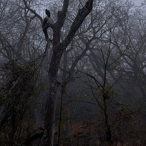 Black Vultures in a grey foggy afternoon
