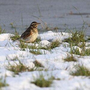 Redwing