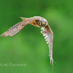 American Kestrel-Flying-ScottFairbairn-.jpg