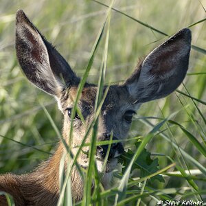 DeerCloseup052718N-2334.jpg